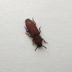 Pycnomerus terebrans