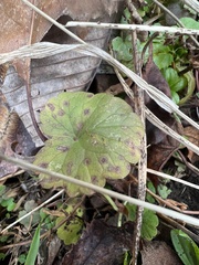 Puccinia glechomatis
