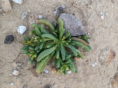 Cistanthe ambigua