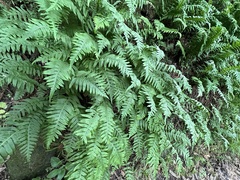Polypodium californicum