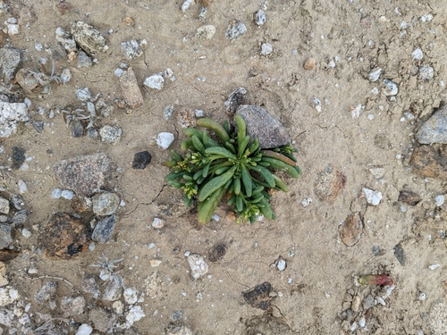 Image of Cistanthe ambigua by no rights reserved