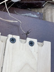 Latrodectus
