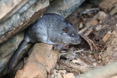 Thrichomys apereoides