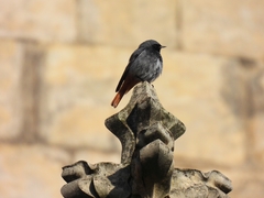 Phoenicurus ochruros