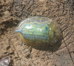 Physonota