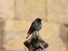 Phoenicurus ochruros