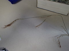 Rhynchospora inexpansa