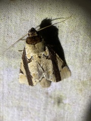 Calledema contingata