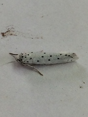 Yponomeuta cagnagella