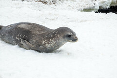 Leptonychotes weddellii