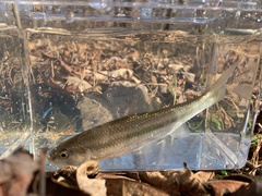 Semotilus corporalis