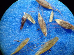 Rhynchospora inexpansa