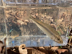 Semotilus corporalis