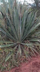 Agave