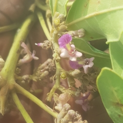 Vitex doniana
