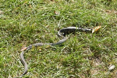 Thamnophis sirtalis