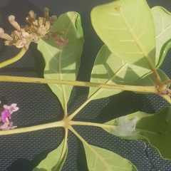 Vitex doniana