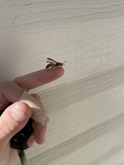 Polistes dorsalis dorsalis