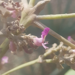 Vitex doniana