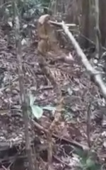 Bothrops jararaca