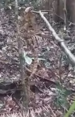 Bothrops jararaca