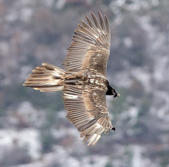 Gypaetus barbatus barbatus