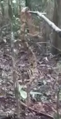 Bothrops jararaca