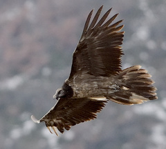 Gypaetus barbatus barbatus