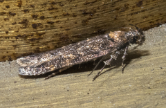 Chionodes thoraceochrella