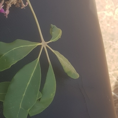 Vitex doniana