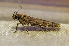 Chionodes thoraceochrella
