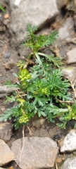 Lepidium bipinnatifidum