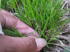 Carex lanceolata