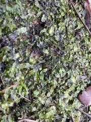 Pallavicinia lyellii
