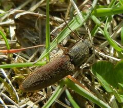 Athous haemorrhoidalis