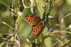 Polygonia comma