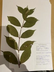 Sambucus racemosa