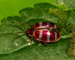 Asphaera neglecta