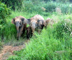 Elephas maximus borneensis