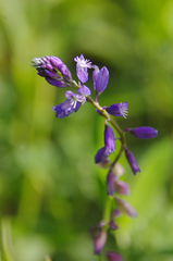 Polygala comosa