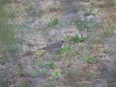 Turdus eunomus × naumanni