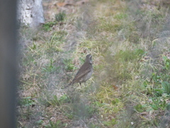Turdus eunomus × naumanni
