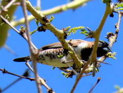 Spermestes cucullata scutata