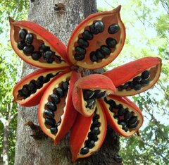 Sterculia megistophylla