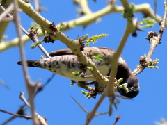 Spermestes cucullata scutata