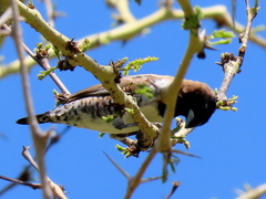 Spermestes cucullata scutata