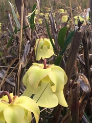 Sarracenia alata
