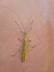 Tithonophasma tithonus