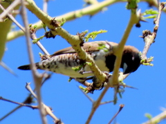 Spermestes cucullata scutata