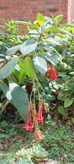 Fuchsia boliviana